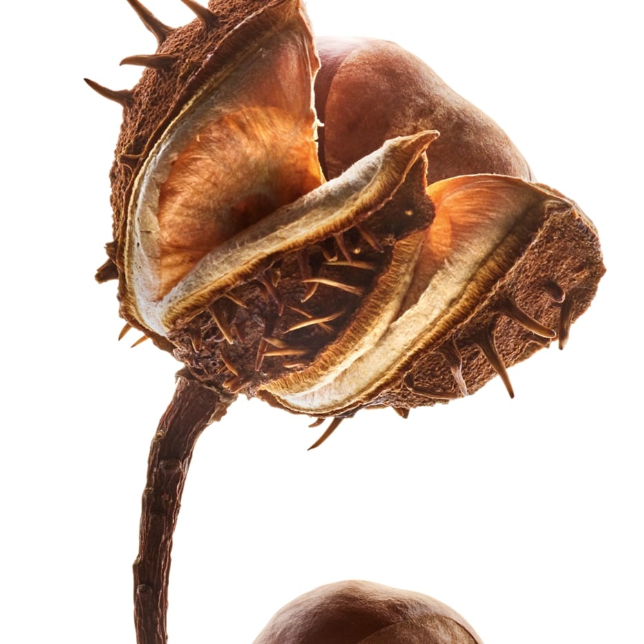 Horse Chestnut Tree-Horse chestnut extract (organic plant)-Aesculus hippocastanum (horse chestnut) seed extract