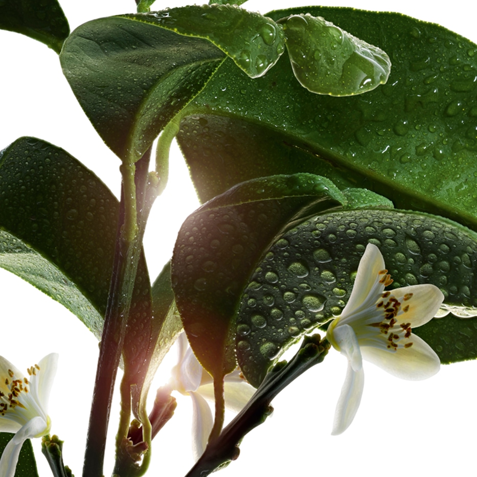 Bitter Orange Tree-Bitter orange tree essential oil-Citrus aurantium amara (bitter orange) leaf/twig oil