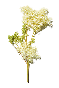 Meadowsweet