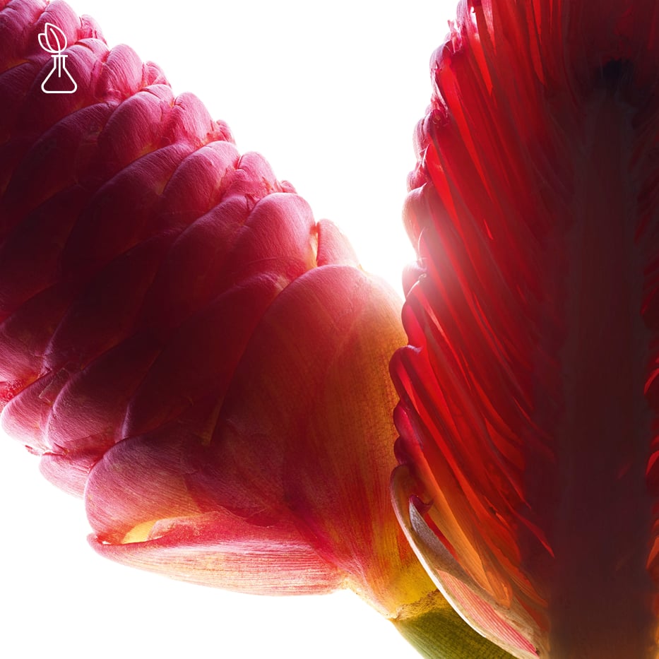 Zerumbet Ginger-Zerumbet ginger extract-Zingiber zerumbet extract