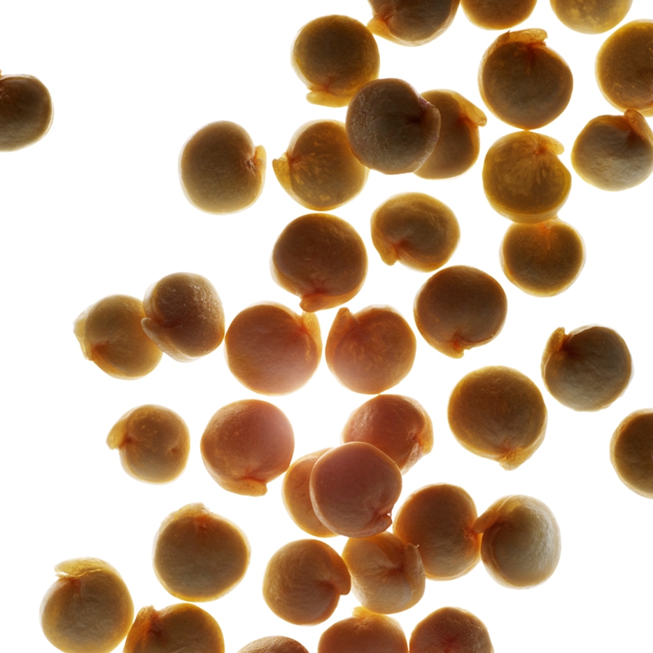 Quinoa-Organic quinoa extract-Chenopodium quinoa seed extract