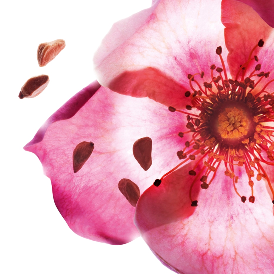 Sweetbriar-Organic sweetbriar oil-Rosa rubiginosa seed oil