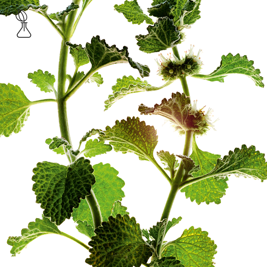 White Horehound-Organic white horehound extract-Marrubium vulgare extract
