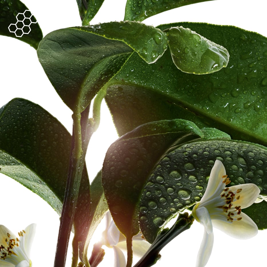 Bitter Orange Tree-Bitter orange tree wax-Citrus aurantium amara (bitter orange) flower wax