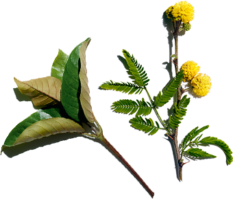 Harungana and Cassia flower