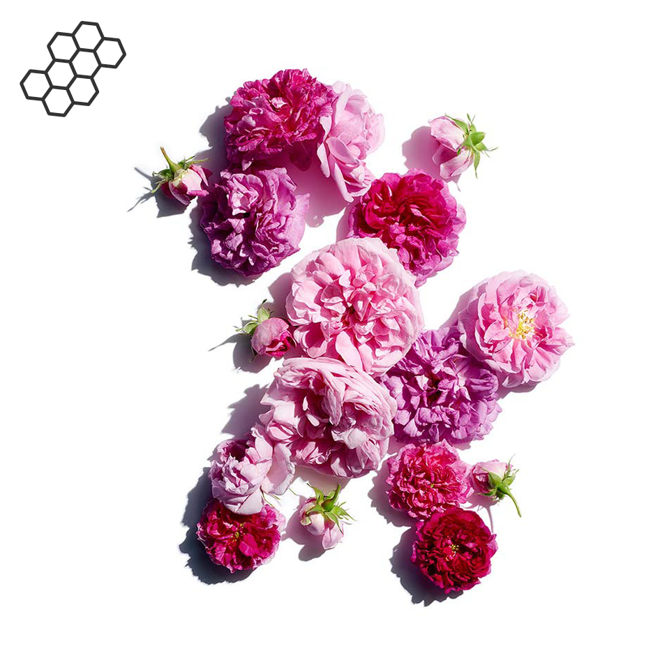 Damask Rose-Rose wax-Rosa damascena flower wax