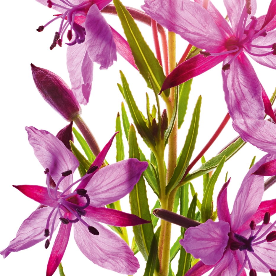 Alpine Willowherb-Organic alpine willowherb extract-Epilobium fleischeri extract