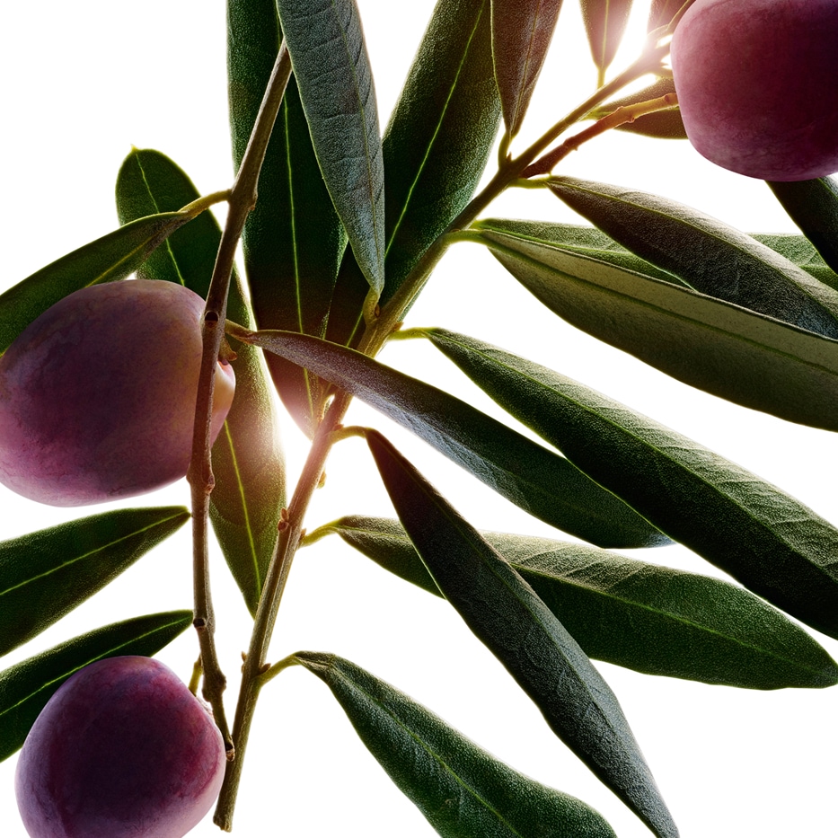 Olive Tree-Olive tree extract-Olea europaea (olive) fruit oil