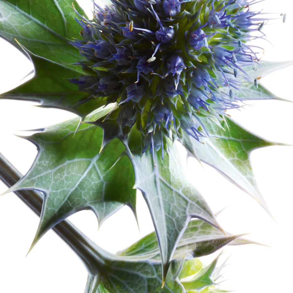 Sea holly-Organic sea holly extract-Eryngium maritimum extract