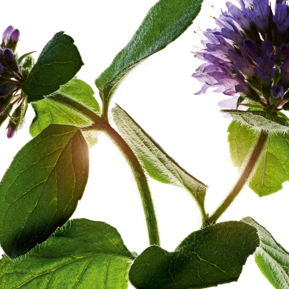 Water Mint-Organic water mint-Mentha aquatica leaf extract