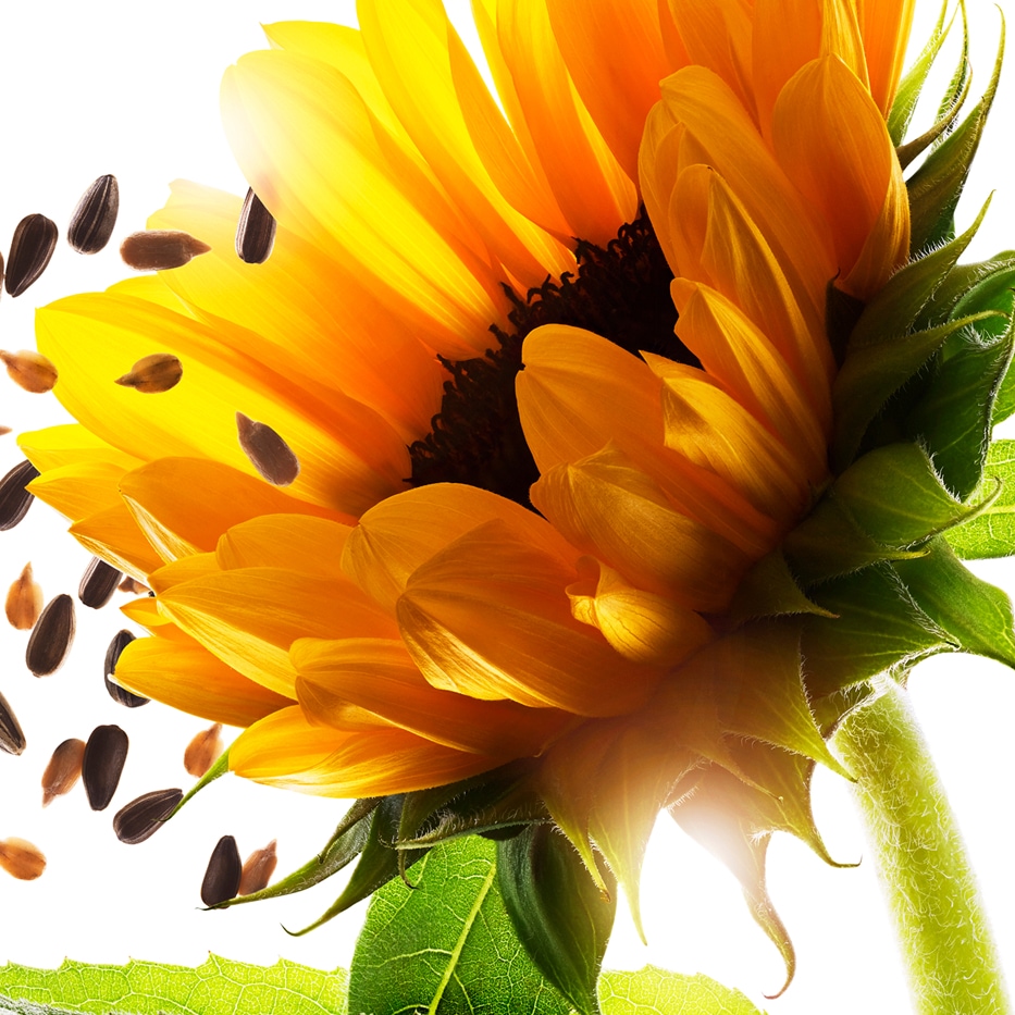 Sunflower-Sunflower auxins-Helianthus annuus (sunflower) extract