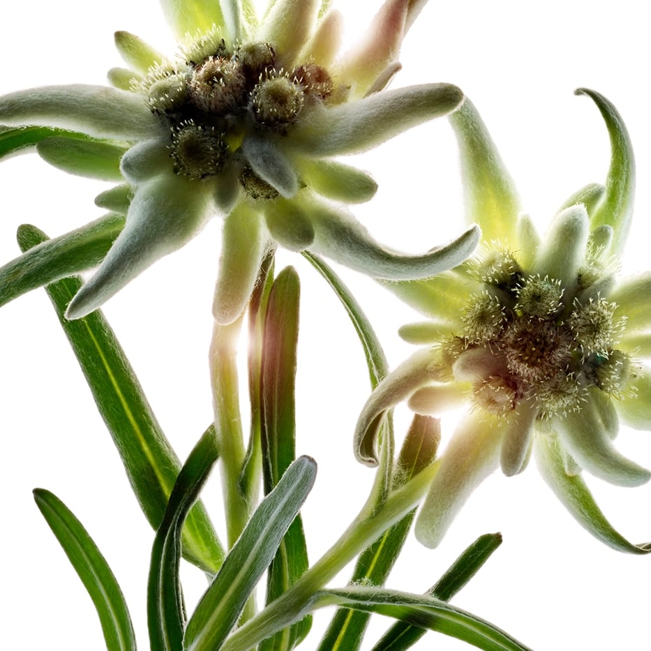 Edelweiss-Organic edelweiss extract-Leontopodium alpinum extract