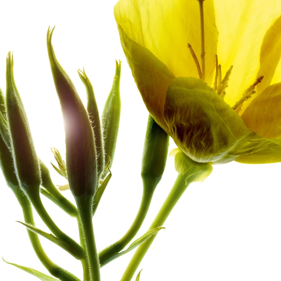 Evening primrose-Evening primrose extract (organic plant)-Oenothera Biennis (Evening Primrose) Flower/Leaf/Stem Extract