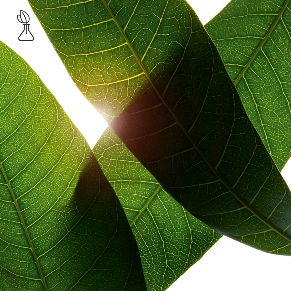 Mango Tree-Organic mango leaf extract-Mangifera indica (mango) leaf extract