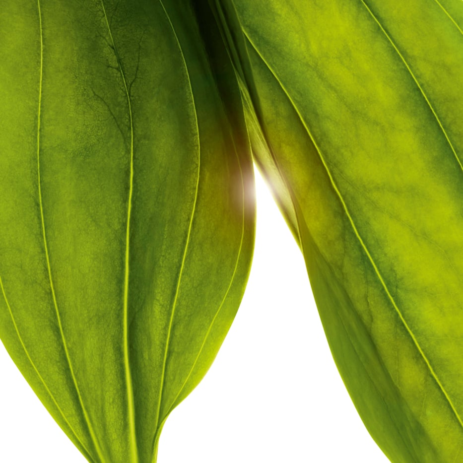 Gelber Enzian-Organic golden gentian extract-Gentiana lutea extract