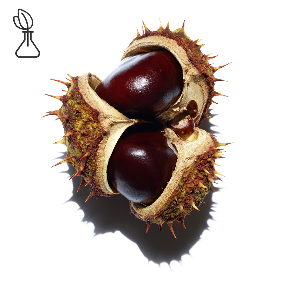 Horse Chestnut Tree-Horse chestnut escin-Escin