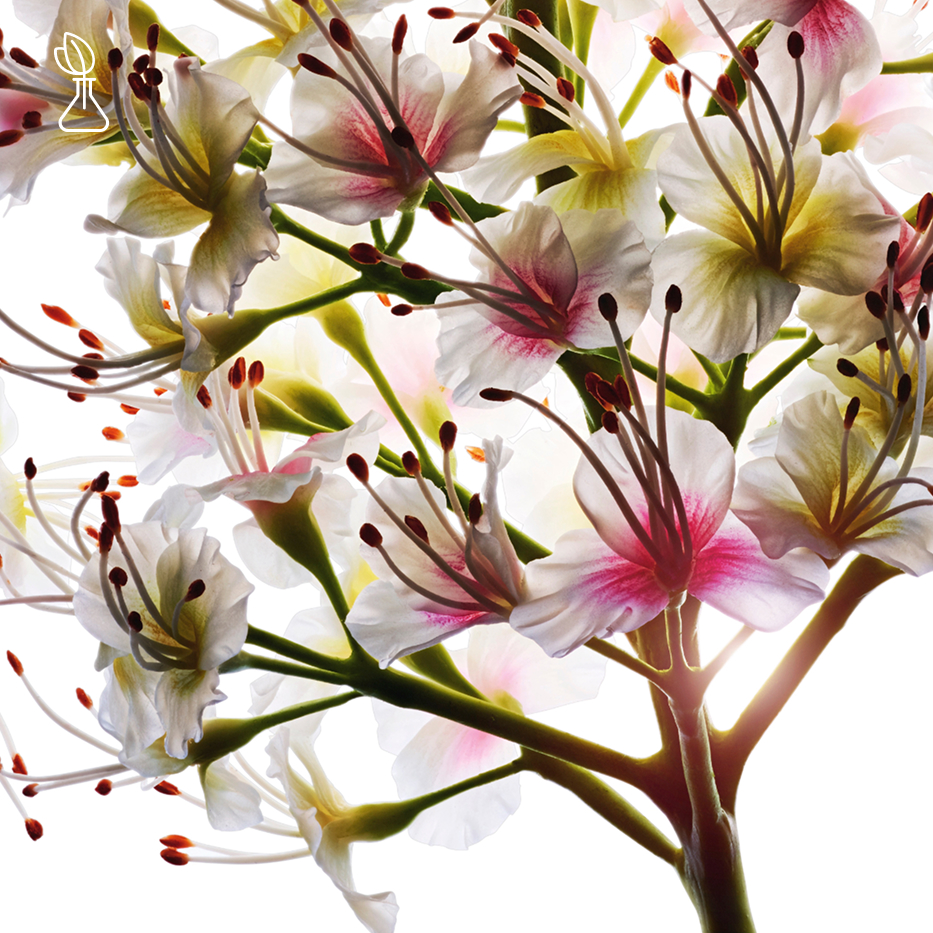 Horse Chestnut Tree-Organic horse chestnut flower extract-Aesculus hippocastanum (horse chestnut) extract