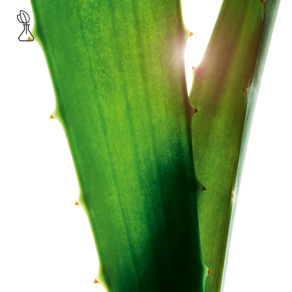 Aloe Vera-Aloe vera extract-Aloe barbadensis leaf juice,aloe barbadensis leaf juice powder