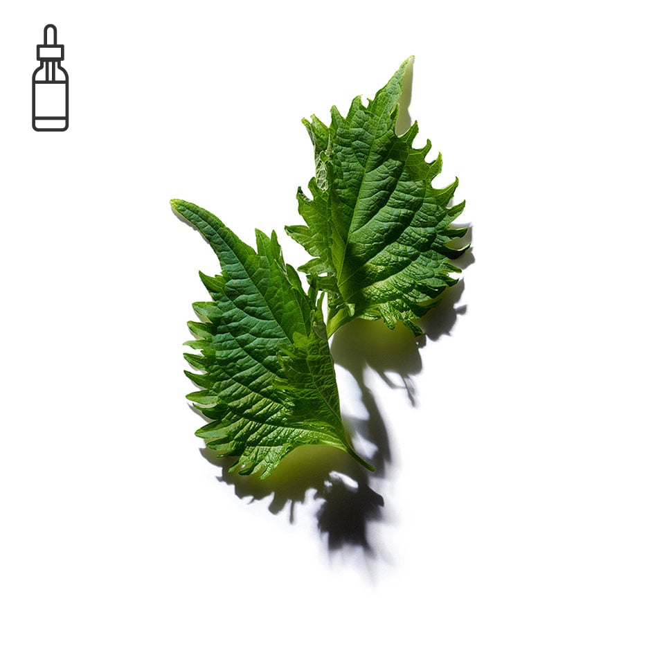 Perilla-Organic perilla oil-Perilla ocymoides seed oil