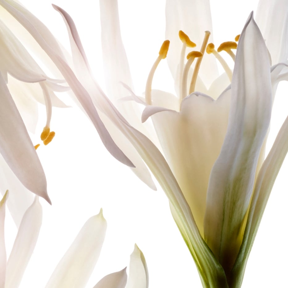 Sea lily-Organic sea lily extract-Pancratium maritimum extract