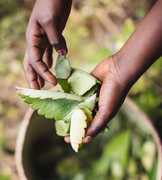 Hands shown lifting Kalanchoe out of a basket during sustainable harvest process