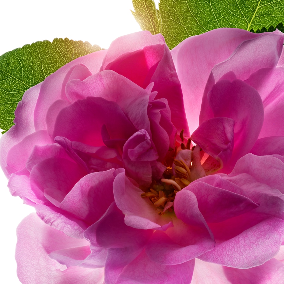Damask Rose-Damask rose water-Rosa damascena flower water