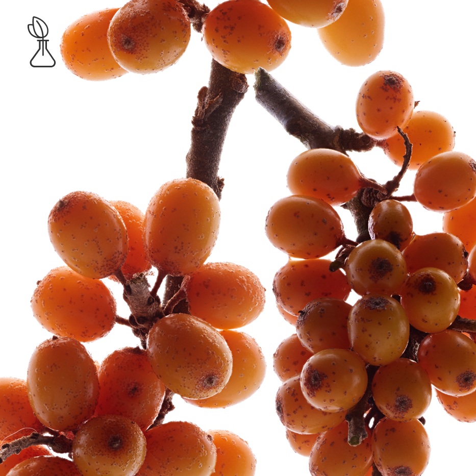 Seabuckthorn-Seabuckthorn extract (organic plant)-Hippophae Rhamnoides Kernel Extract