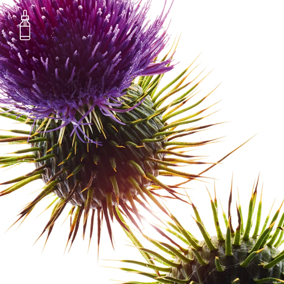 Mary’s Thistle-Organic mary’s thistle oil-Silybum marianum seed oil
