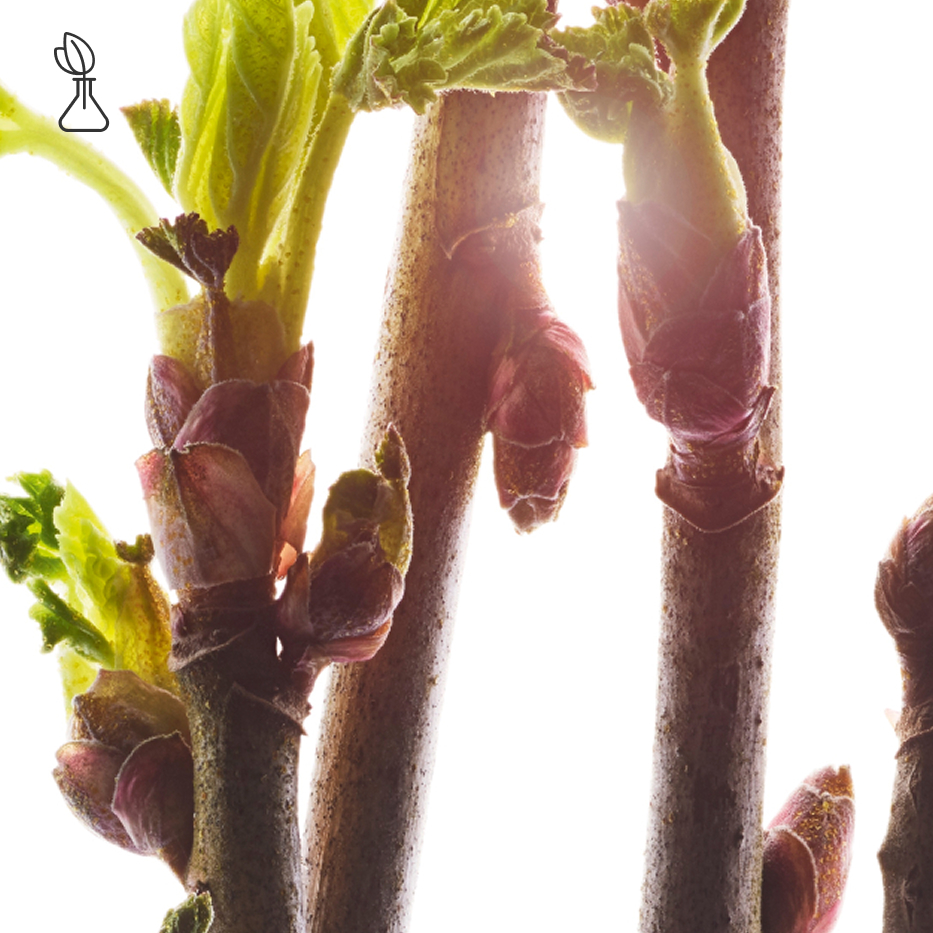 Black Currant-Organic black currant bud extract-Ribes nigrum (black currant) bud extract