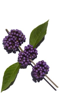 Beautyberry