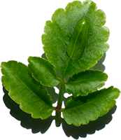 Leaf of life ingredient