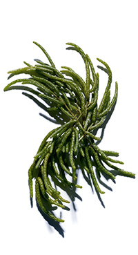 Marsh Samphire