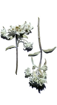 Edelweiss