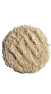 Quinoa